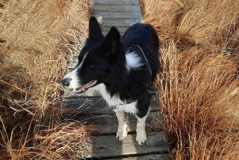 Alerta de Desaparición Perro Macho , 7 años Gorges du Tarn Causses Francia Alerta de Desaparición Perro Macho , 7 años Gorges du Tarn Causses Francia